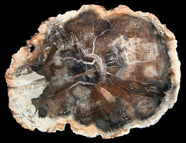 Quality Petrified Wood Slab - Madagascar #36556
